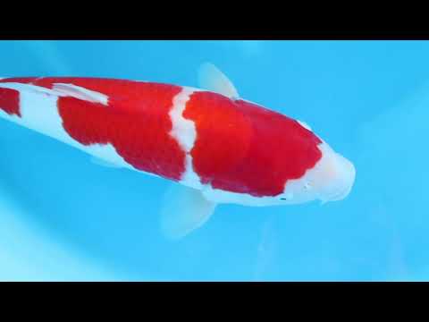 Kohaku by Hoshikin SK 713