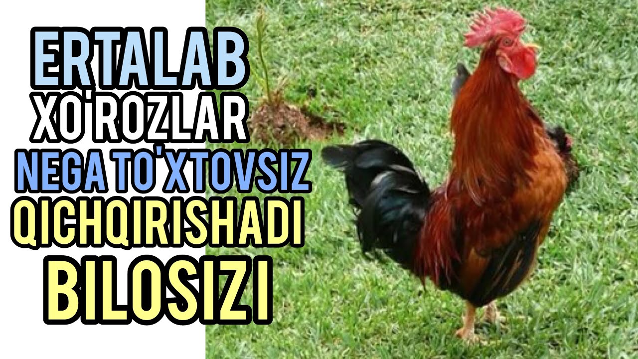 Tukli mushukni onanizm qilayotgan jojaning pornosini tomosha qiling