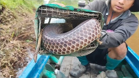 Thăm Bẫy Rắn Cuối Mùa Gió Chướng Snake Trap/Út Lãng Tử 2
