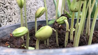 Plant Tamarind Seeds In Pot || Land Compost || By Black Soils .