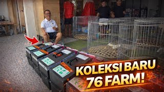 76 Farm Kedatangan Amunisi Baru Lagi! Koleksi Spesial dari Mr. Sam#Ayam#AyamThailand#BreedingAyam