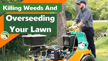 Killing Weeds and Overseeding Your Lawn