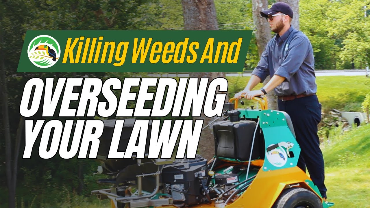 Killing Weeds and Overseeding Your Lawn YouTube