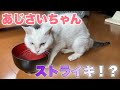 老猫あじさいちゃんのストライキ【Old cat】