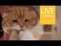 🔴22.11.23 LIVE 【SURI&amp;NOEL】 수리노을 고양이들 생방송 😺📹