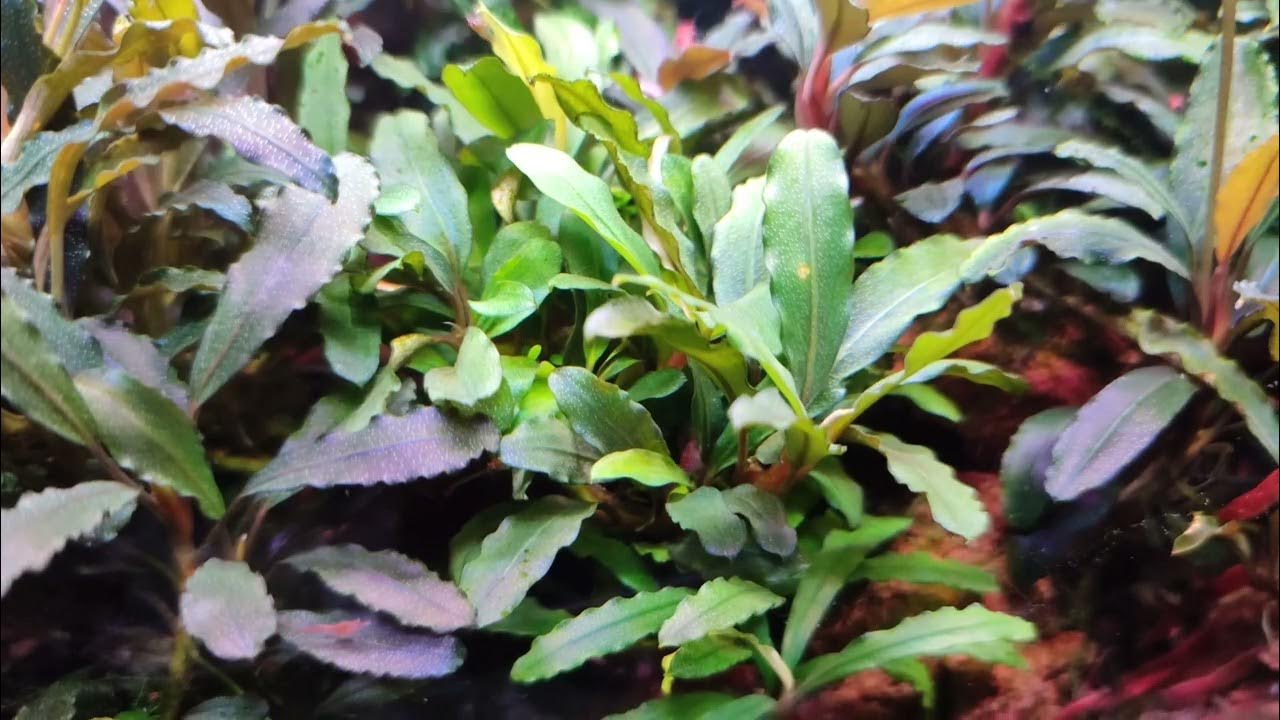 Aquarium Bucephalandra tank 🌿🌿🌿Аквариум с буцефаландрами под хорошую ...