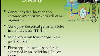 Chapter 5 Evolution of Biodiversity