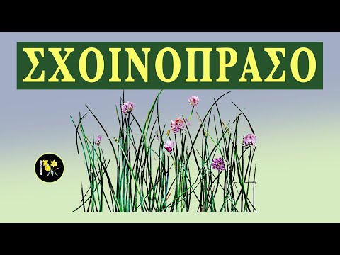 Βίντεο: Το σχοινόπρασο έχει λουλούδια;