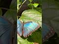 Unreal Blue Morpho Transformation🤯🦋#butterfly #insects #foryou #foryourpage #fyp #animals #viral