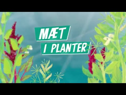 Video: Hvor finnes kloroplaster i planter?