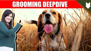 BEAGLE GROOMING DEEPDIVE by Fenrir Beagle Show 214 views 3 years ago 3 minutes, 55 seconds