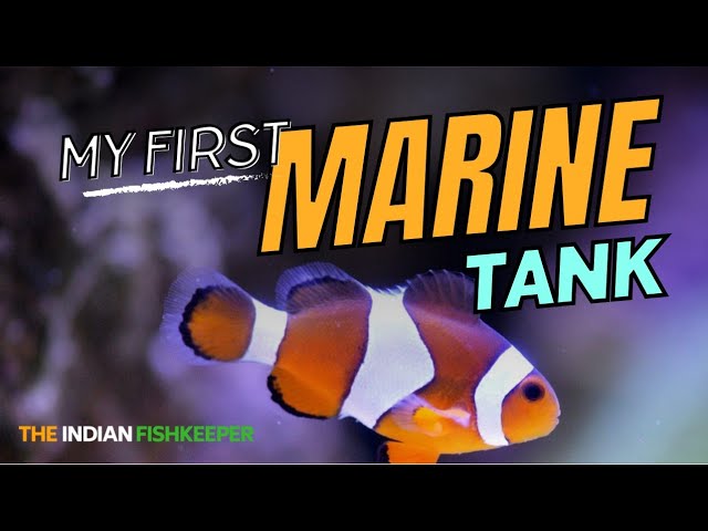 First-time Marine Saltwater Aquarium Fish Tank