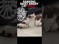 Ranking The Most Angry Cats 🤣
