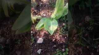 How To Grow Banana trees 2023 Update