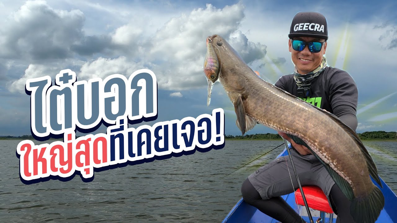 ไต๋บอก! ช่อนใหญ่ที่สุด ที่เคยเจอมา! เขื่อนอุบลรัตน์ Snakehead Fishing, Khonkean