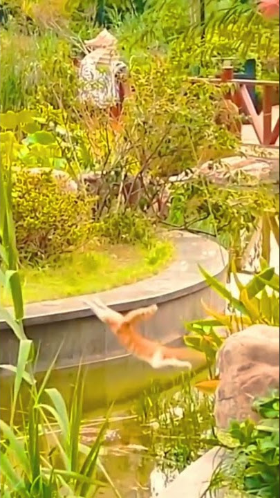 kucing lucu kecebur #shorts #lucu #kucing
