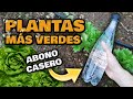 INCREIBLE! ABONO CASERO para Plantas con AGUA CON GAS | Fertilizante Casero Natural para Plantas