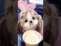 Dog اكسبلور Music الجيلي Rap امطار الفوارس متابعه البخل الطقس Dogs Dogshorts Views كلب 