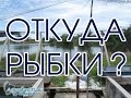 Как выращивают аквариумных рыбок на фермах в тропиках. Какая температура воды и глубина бассейнов?