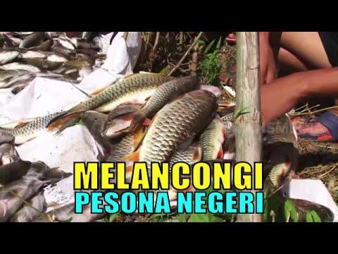 Video: 7 Kebiasaan Orang Tua Petualangan Hebat