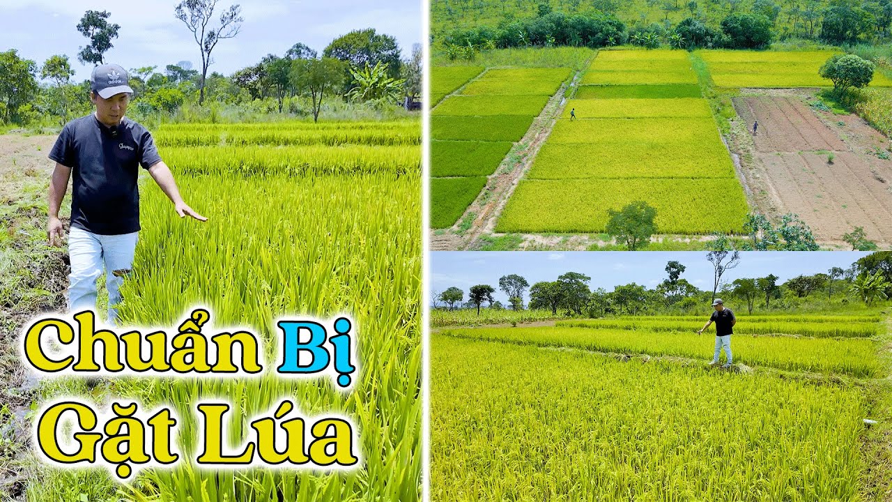 Đông Paulo || Giống Lúa Xuất Khẩu Ngon Nhất Sắp Về Tay Bà Con, Vụ Mùa Thắng Lợi?