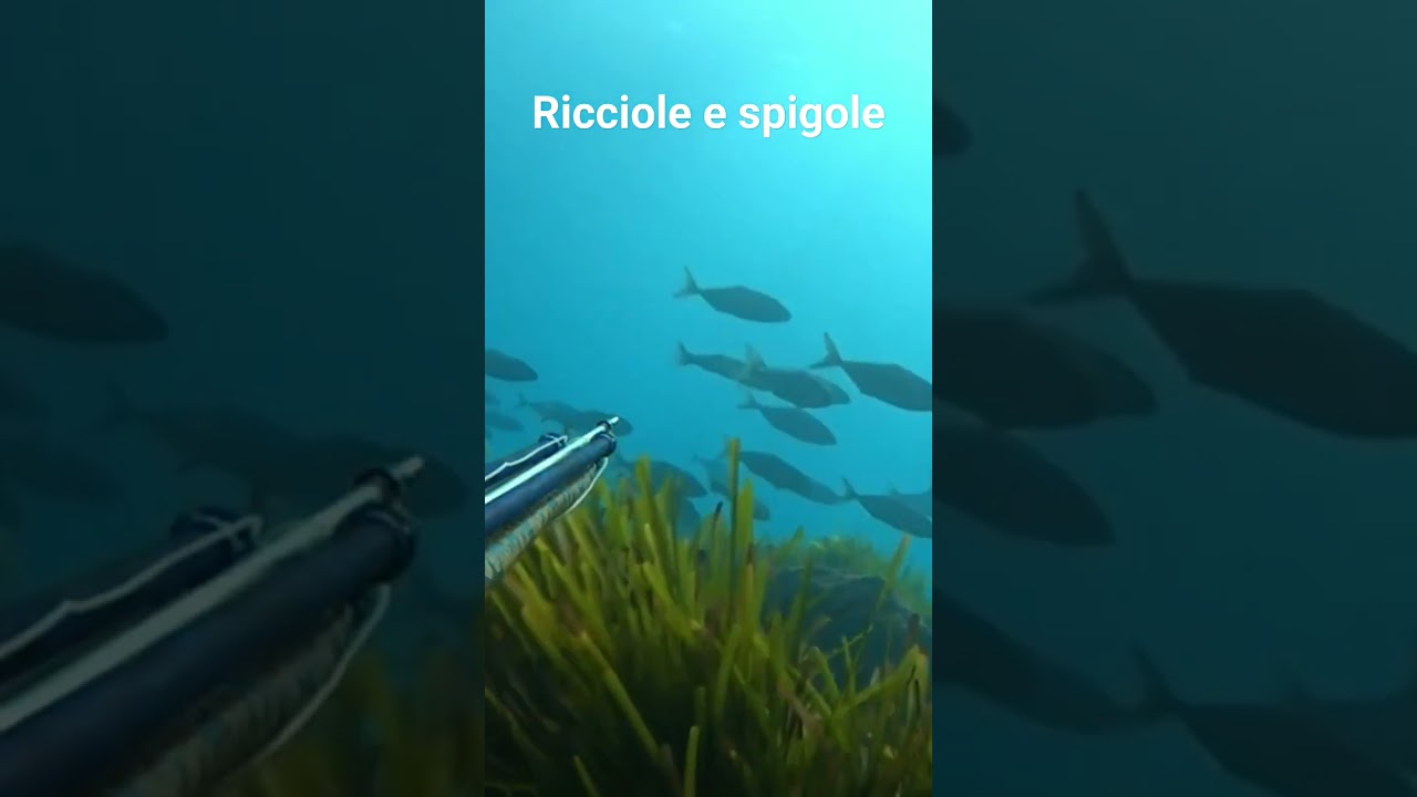 Spigole tra le ricciole. 