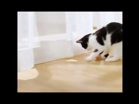 Розумний м'яч-м'ячик для кішок інтерактивний м'яч для кота, що обертається, для кота смарт-м'яч, видео 1