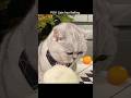 Broken cat 😢. Subscribe for more😻🐈