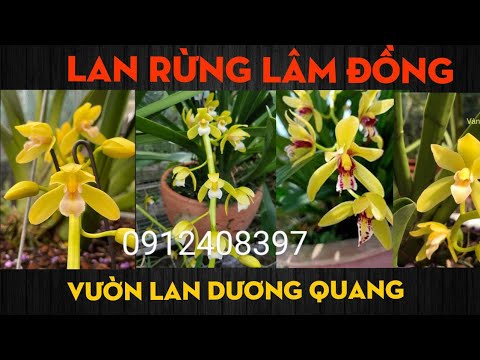 Video Lan Kiếm Phan Trí, Địa Lan Thanh Ngọc - 0912408397 -... - youtube