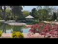Relaxing Nature Sounds: Birds Singing in a Lush Garden