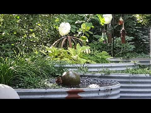 Cooling down in the pond