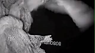 Búho O Lechuza Ataca A Águila