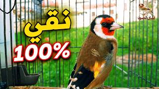 تغريد الحسون بدون توقف. مقنين نقي 100%لتعليم الفراخ