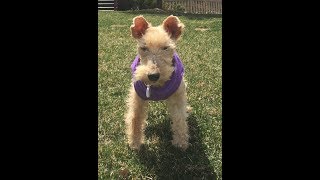 KAYLEE THE LAKELAND TERRIER GETS HER BOUNCE BACK by WireFoxRescueMidwest 829 views 5 years ago 2 minutes, 3 seconds
