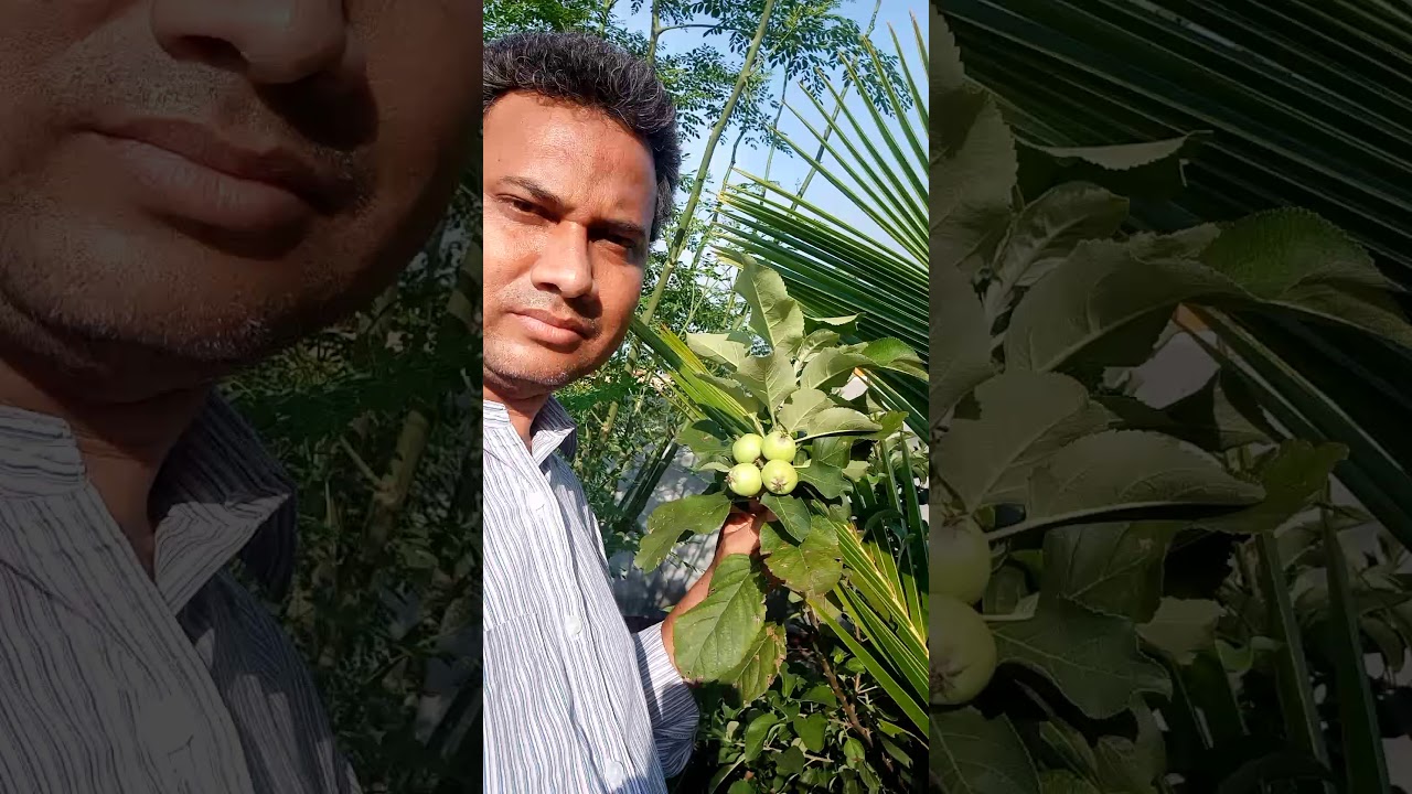 APPLE FRUIT IN JAMSHEDPUR YouTube