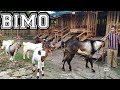 BIMO, Kambing Jumbo dan Super di kandang Pak Gatot