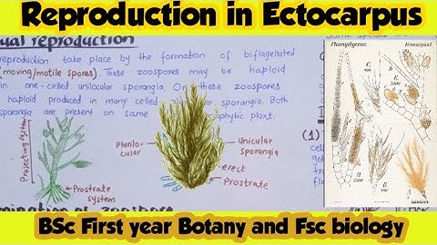 Ectocarpus Reproduction|Sex organ in Ectocarpus|Bsc first year botany. #ectocarpus #algae