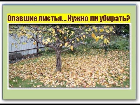 155_Опавшие листья. А нужно ли их убирать?