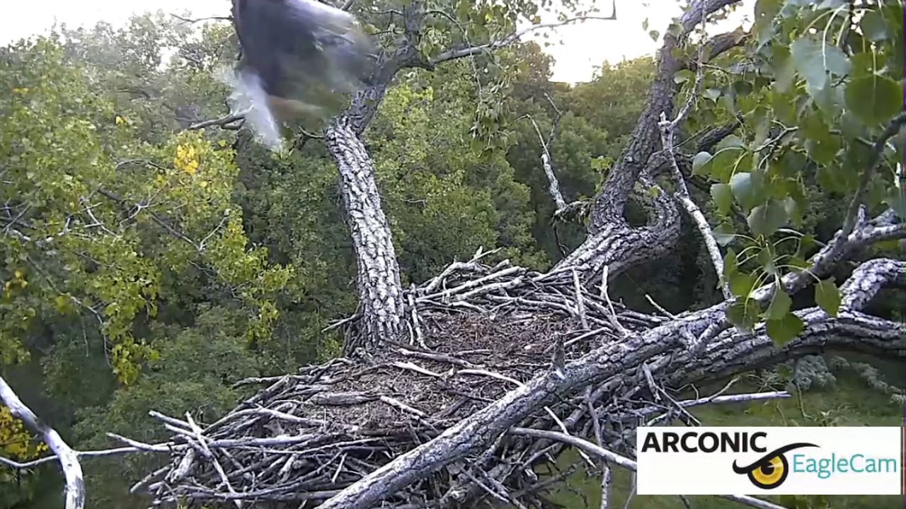arconic davenport bald eagles 25 aug early am stick and greenery arconic davenport works