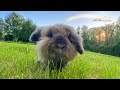 Goodbye doops  the story of an 11 year old narrowboat rabbit