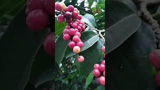 shorts sweet black berry fruitsyummy viral trending fruits love fresh buhayprobinsya