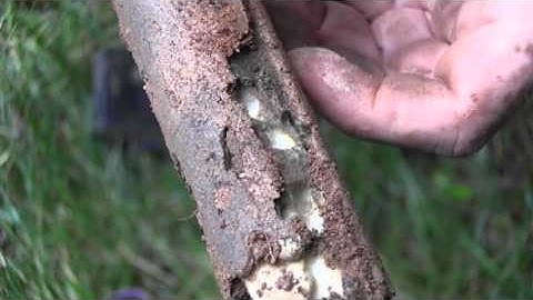 Active Termites on Recruit® HD Bait