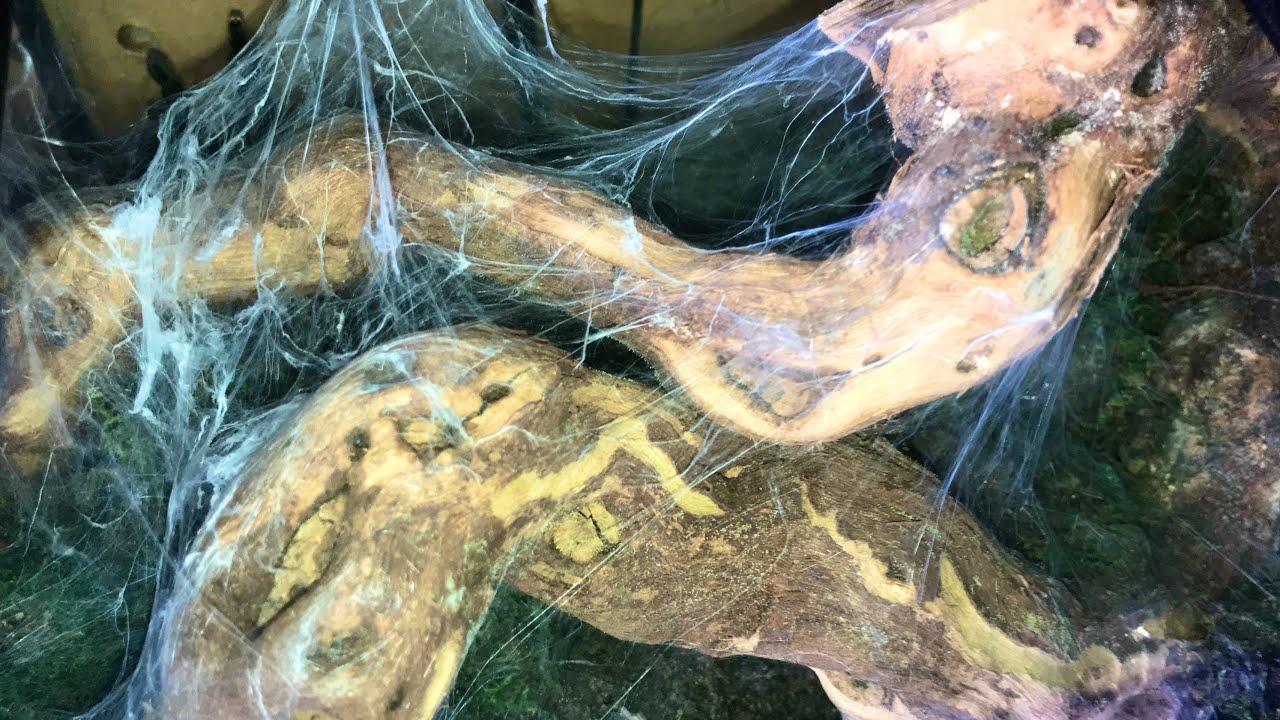 Socotra Island Blue Baboon Tarantula (Monocentropus balfouri) Communal Feeding