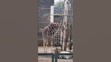 تلاوة عذبة للشيخ ماهر المعيقلي سورة الهمزة