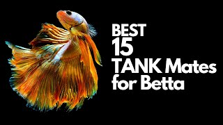 Top 15 Betta Tank Mates You Can Try (explained)  in 10 minutes