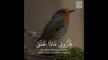 تلاوة تشرح الصدر 😪 بصوت فارس عباد || حالات وتس اب🖤