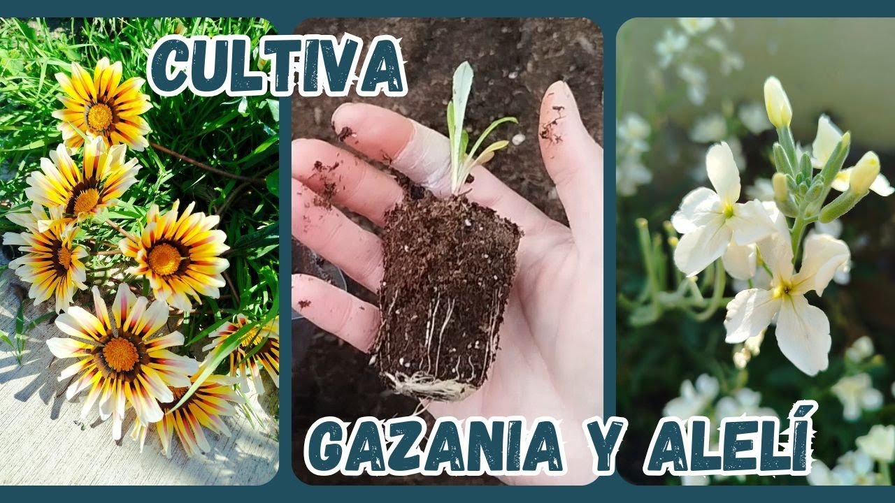 Cómo cultivar Gazania y Alelí: de semilla a planta adulta paso a paso 🌱