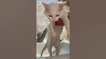 قطوس معصب 
