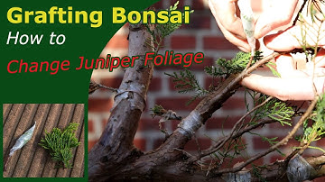 Grafting Juniper Bonsai - Explained in clear easy steps,  so yes: you can do this too
