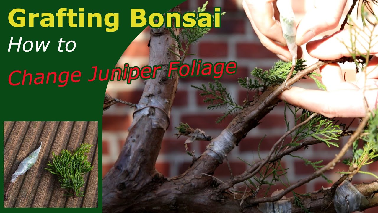 Grafting Juniper Bonsai Explained in clear easy steps, so yes you can do this too YouTube